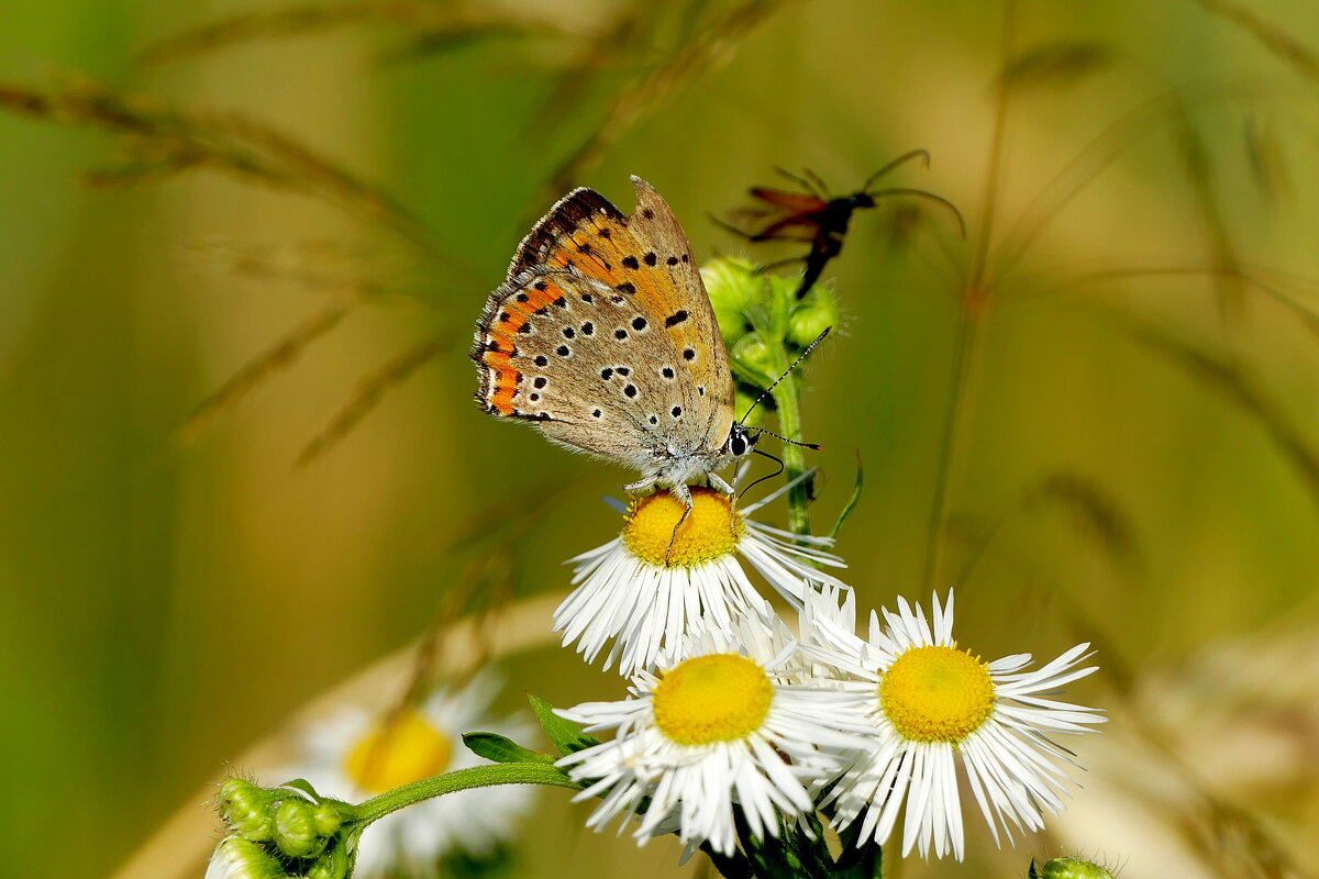 опять про бабочек...373 - Александр Прокудин опять про бабочек...373 - Александр Прокудин