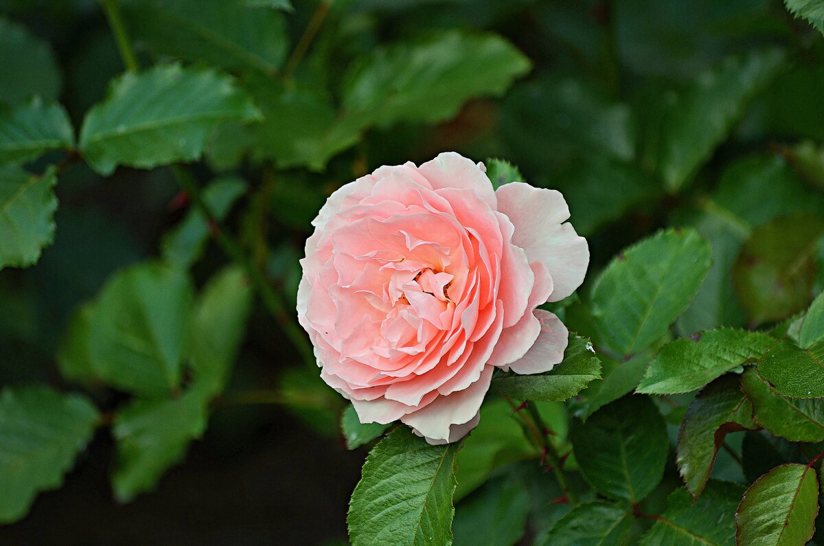 *** - Евгений Васильев