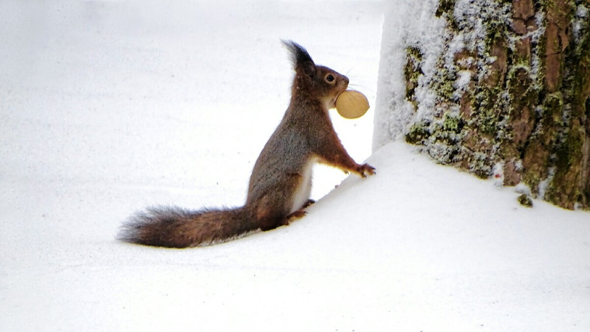 Белка с орехом. - Милешкин Владимир Алексеевич Белка с орехом. - Милешкин Владимир Алексеевич
