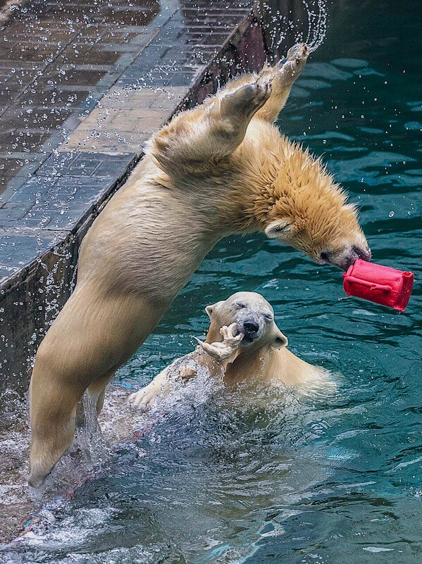 Белка и Стрелка - аркадий 