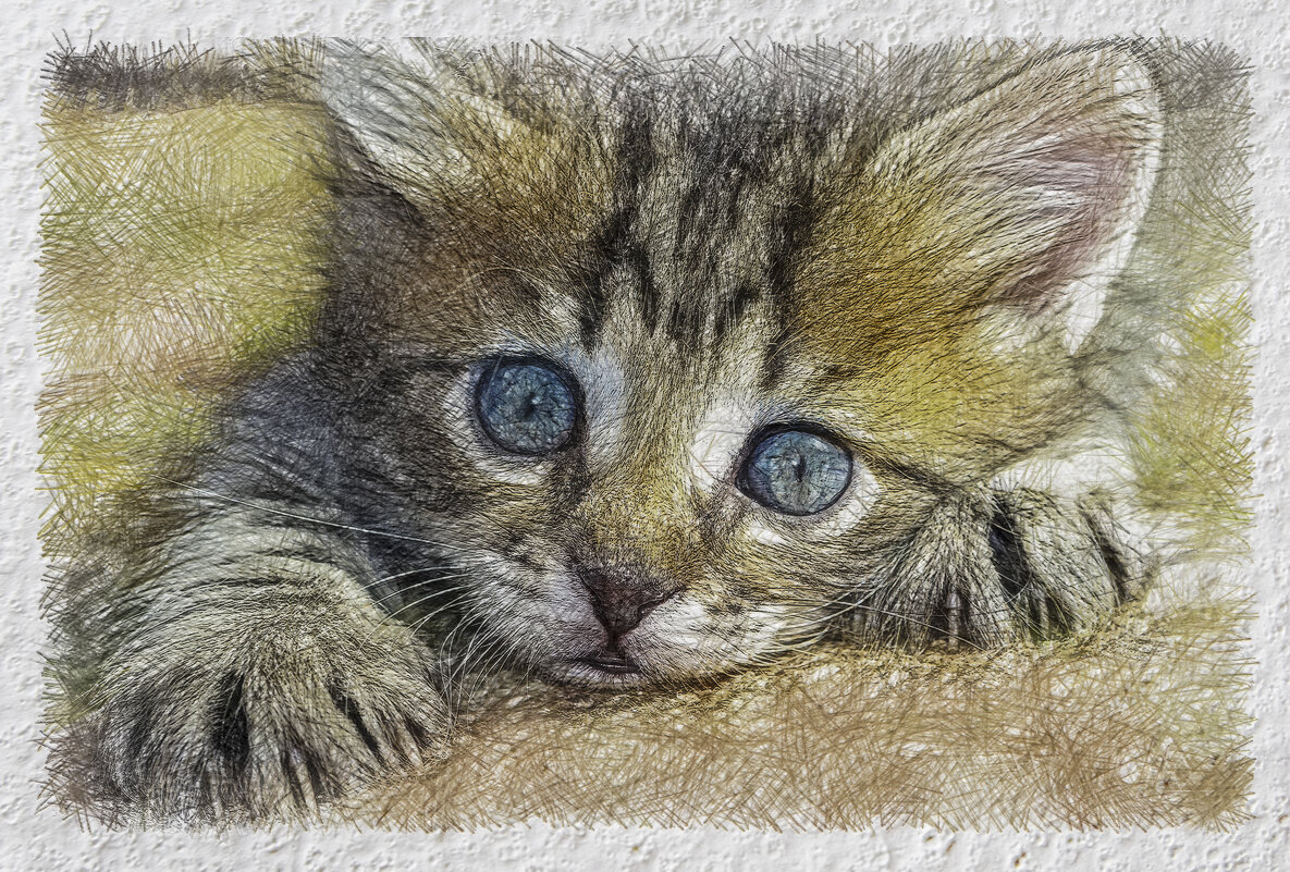 Котёнок - Aleksey Afonin