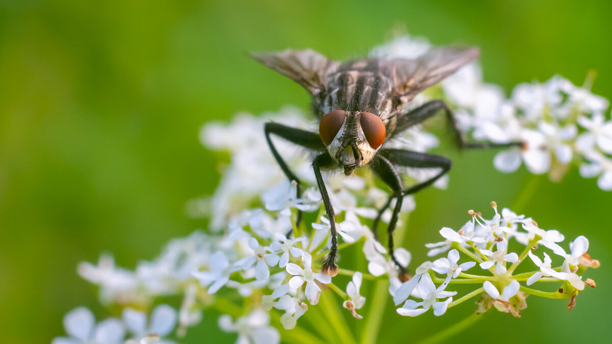 Летнее макро - Владимир Лазарев