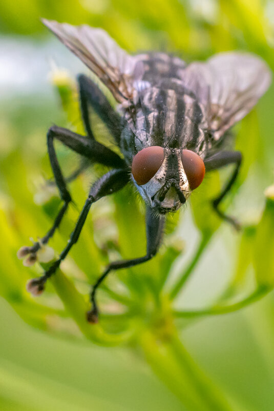 Летнее макро - Владимир Лазарев Летнее макро - Владимир Лазарев