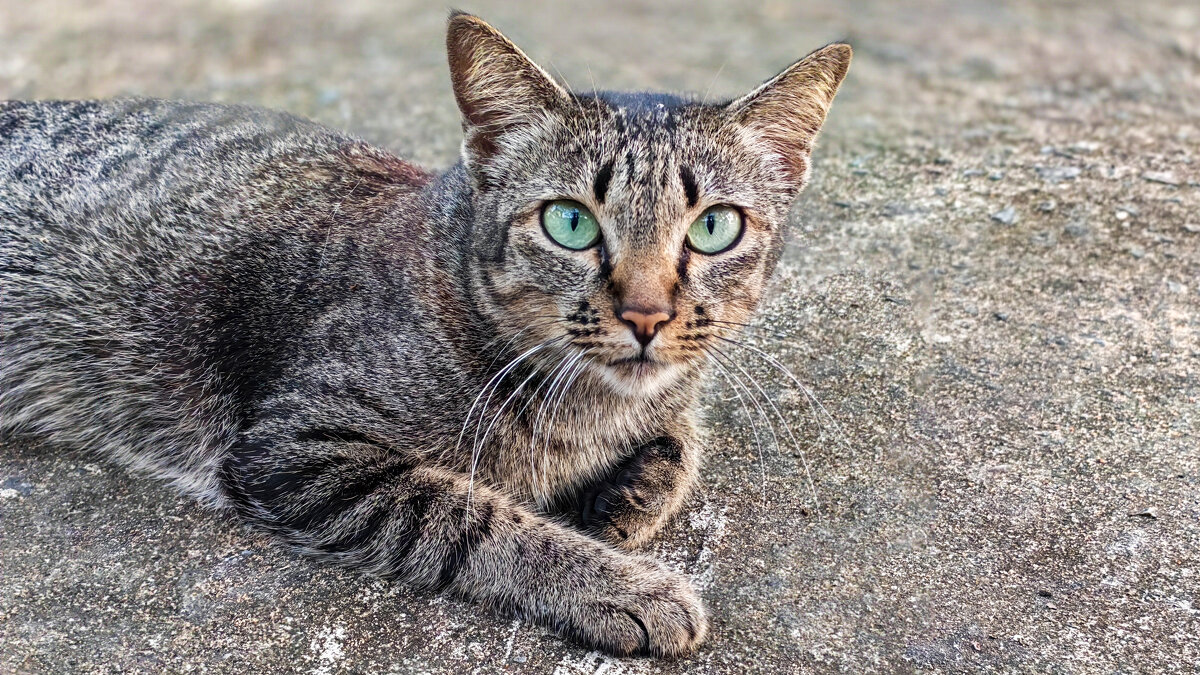 Кошка - Dmitry i Mary S