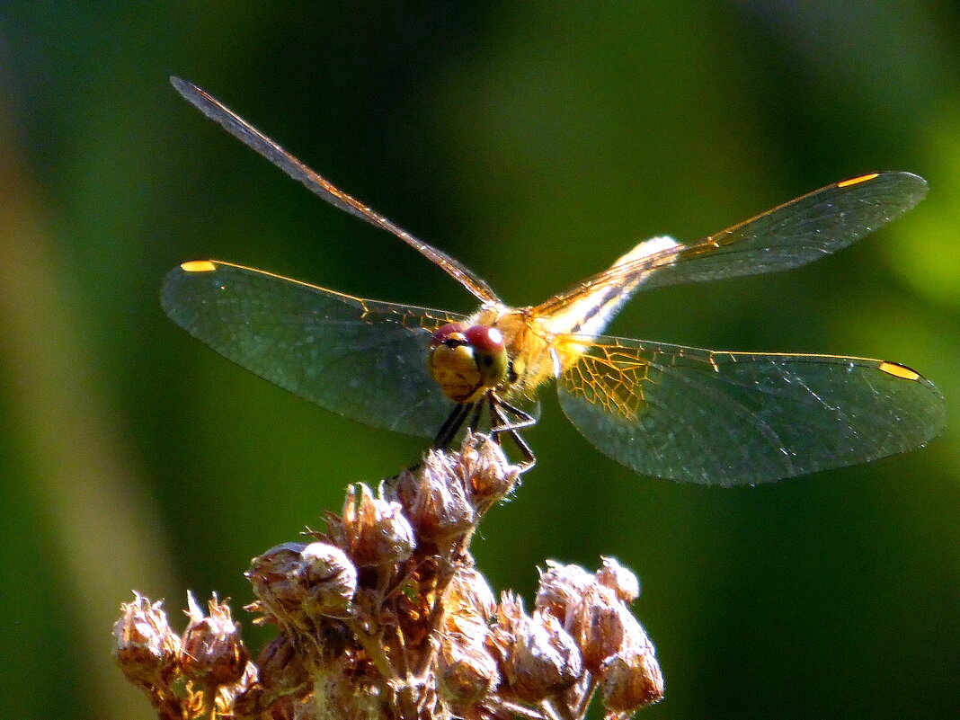 Улыбающаяся стрекоза. - nadyasilyuk Вознюк Улыбающаяся стрекоза. - nadyasilyuk Вознюк