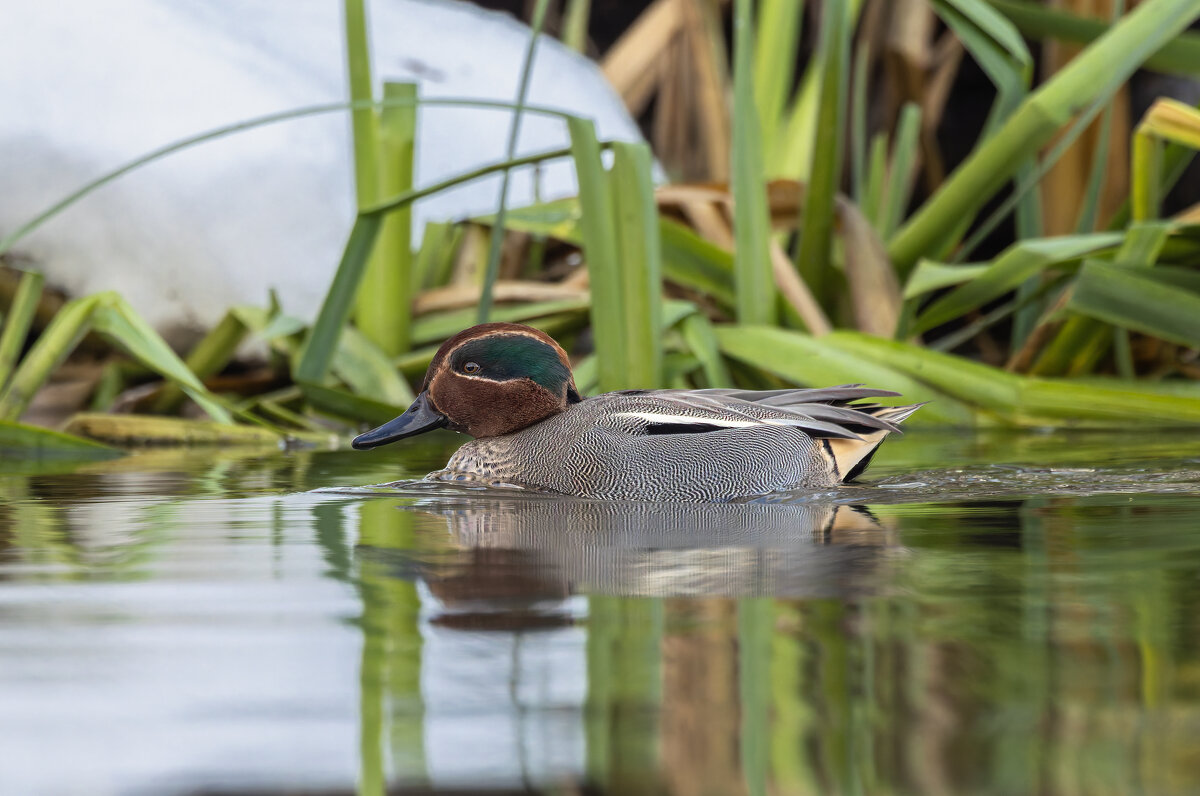 чирок свистунок - юрий макаров
