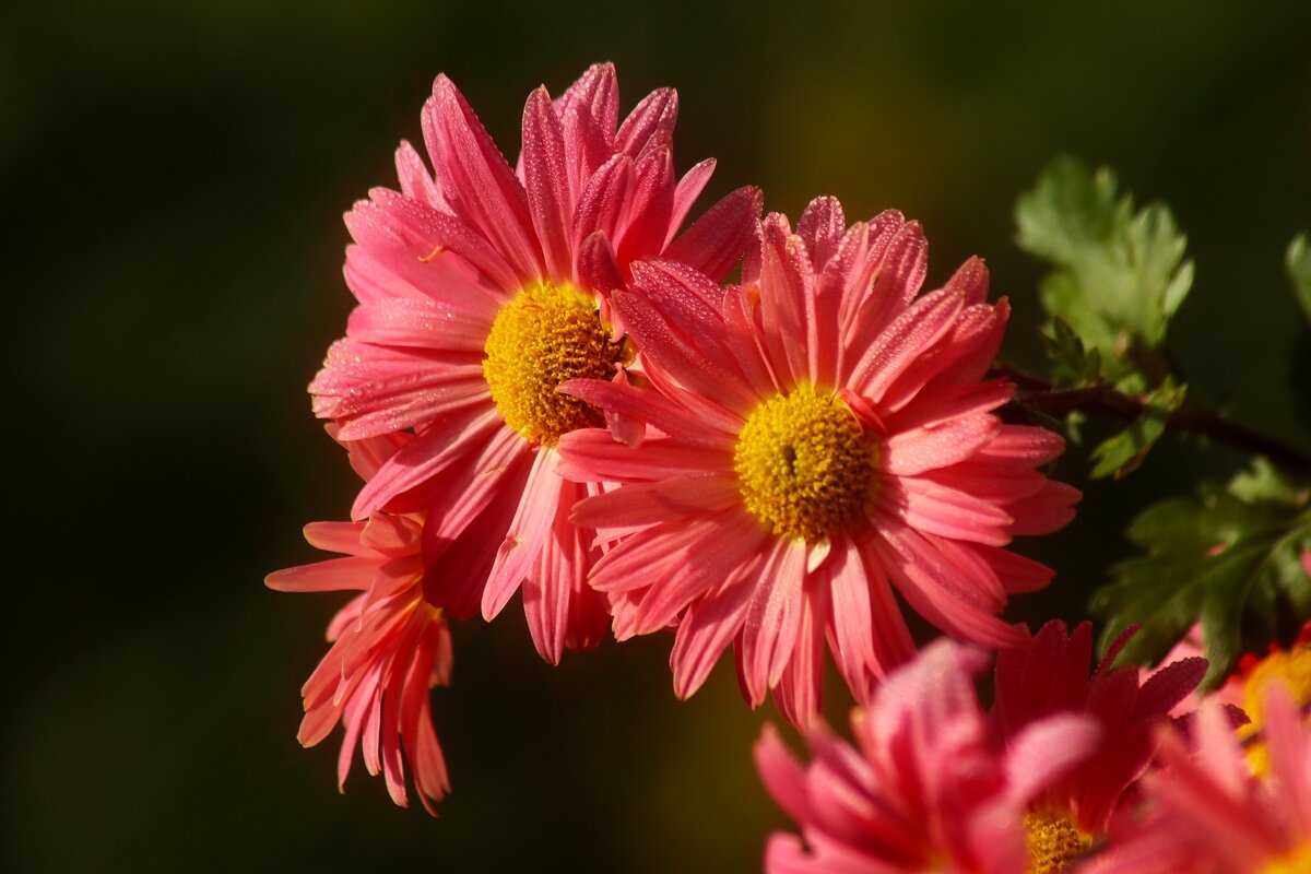 Доброе утро - Юрий. Шмаков Доброе утро - Юрий. Шмаков