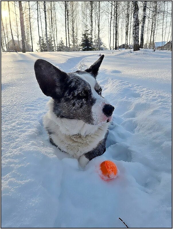 Чак на прогулке - Ольга Довженко