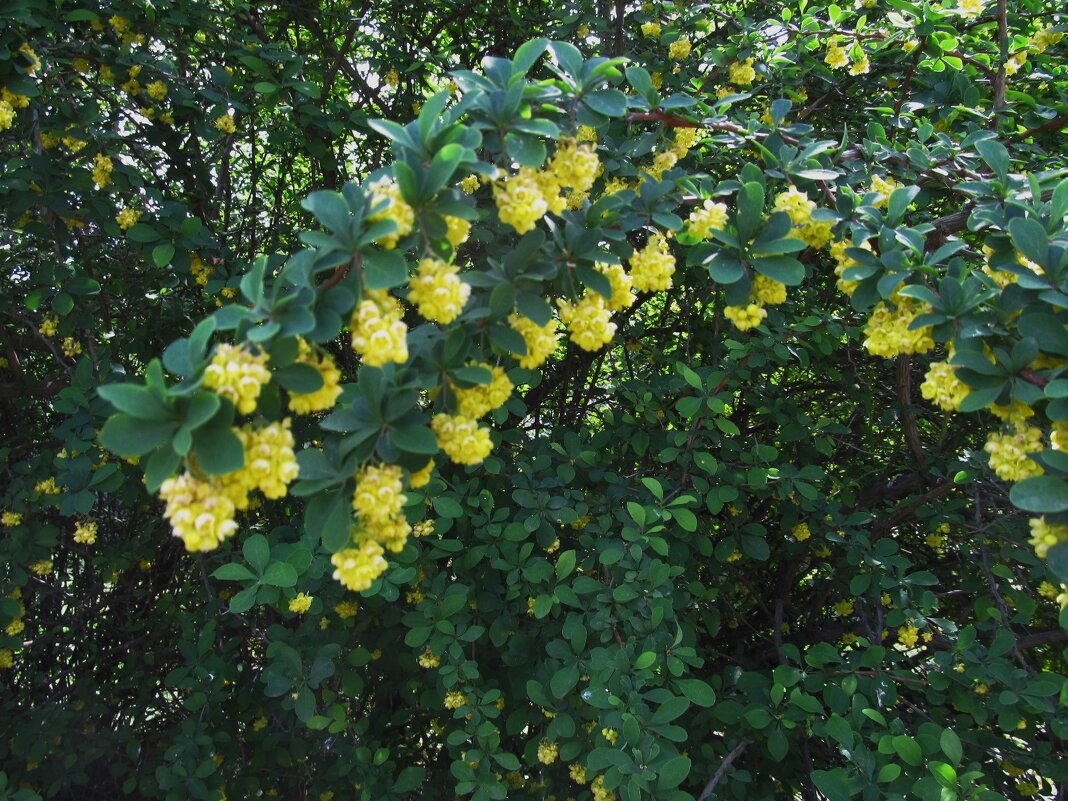 июнь---начало лета. праздник солнца. тепла и света ! - Елена Шаламова