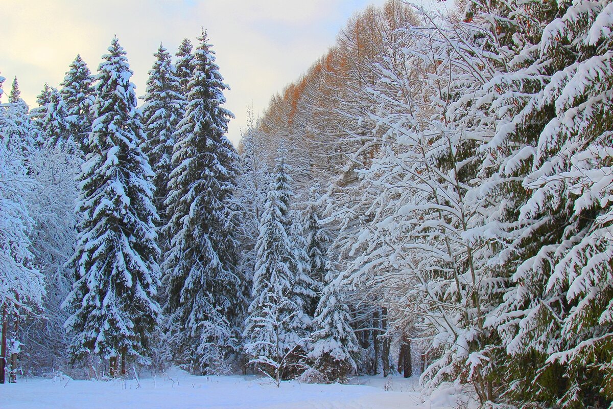 лес - Владимир иванов