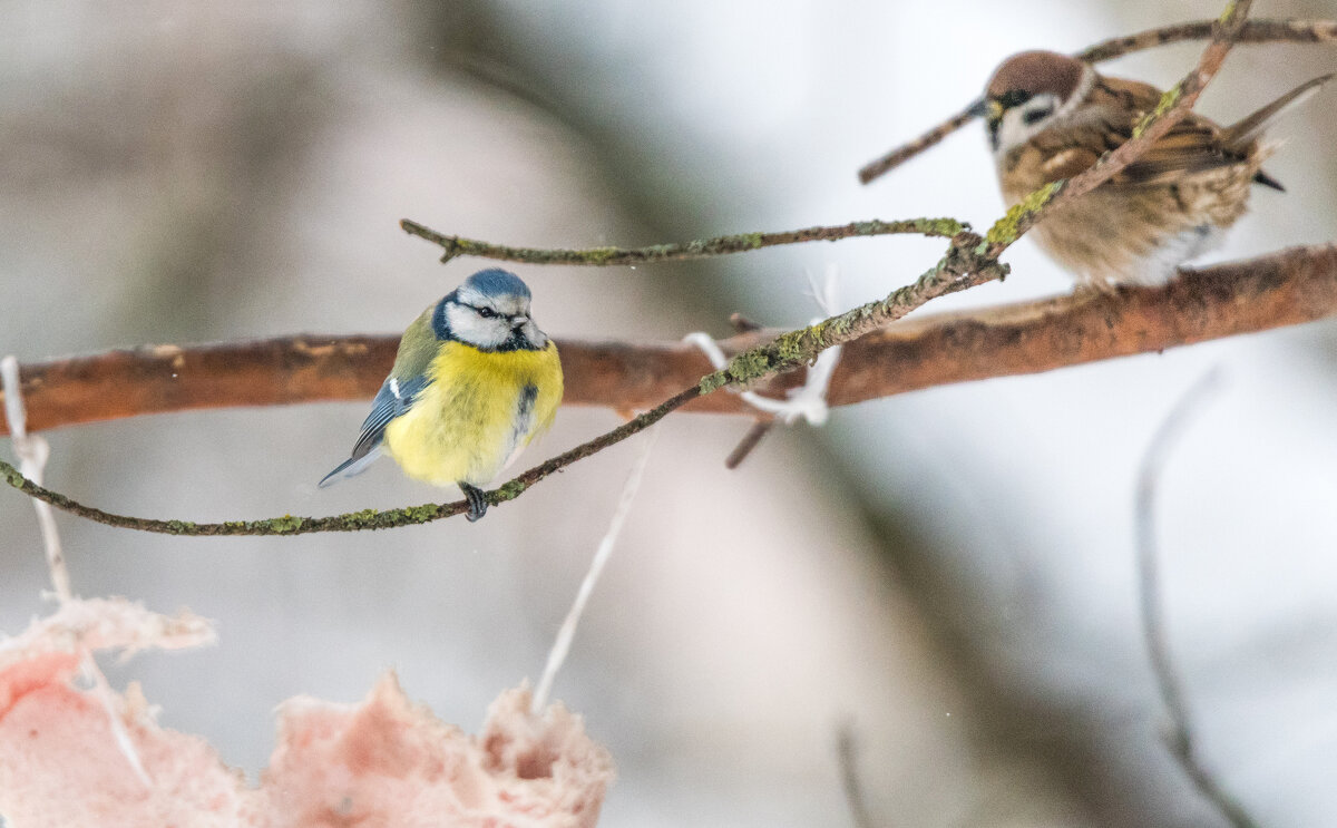 Не соперники... - Владимир Безбородов