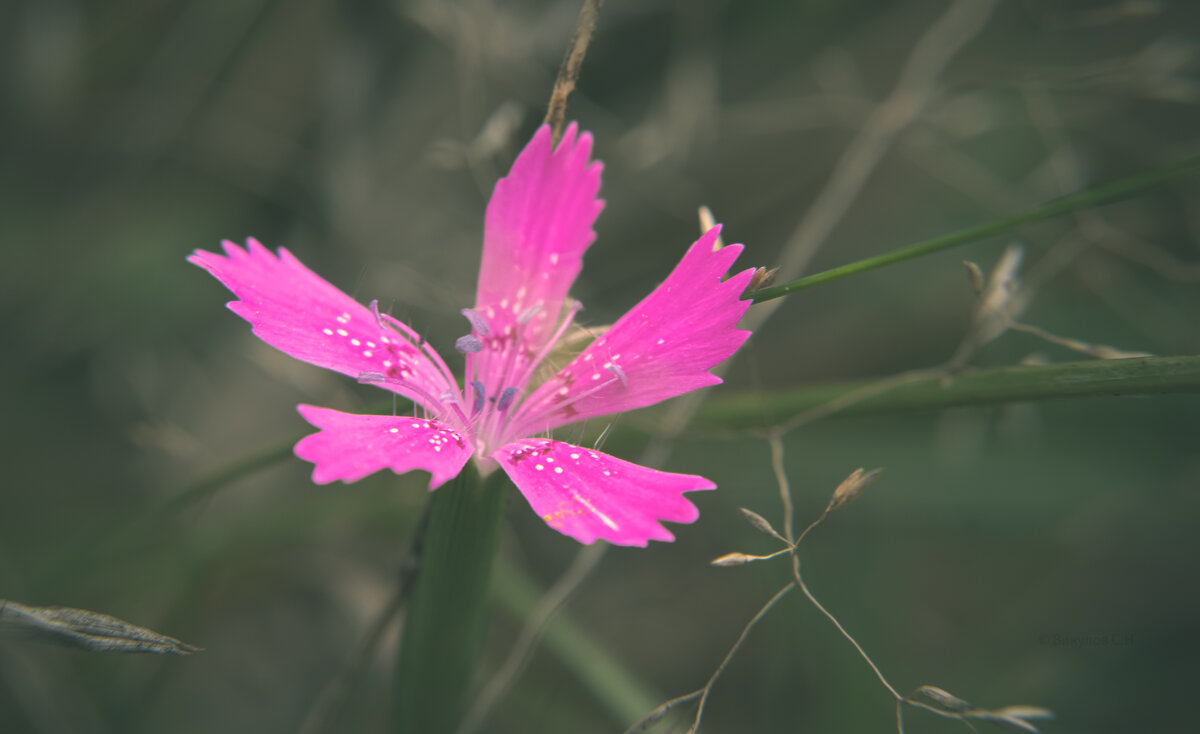 Dianthus deltoides - Sergei Vikulov