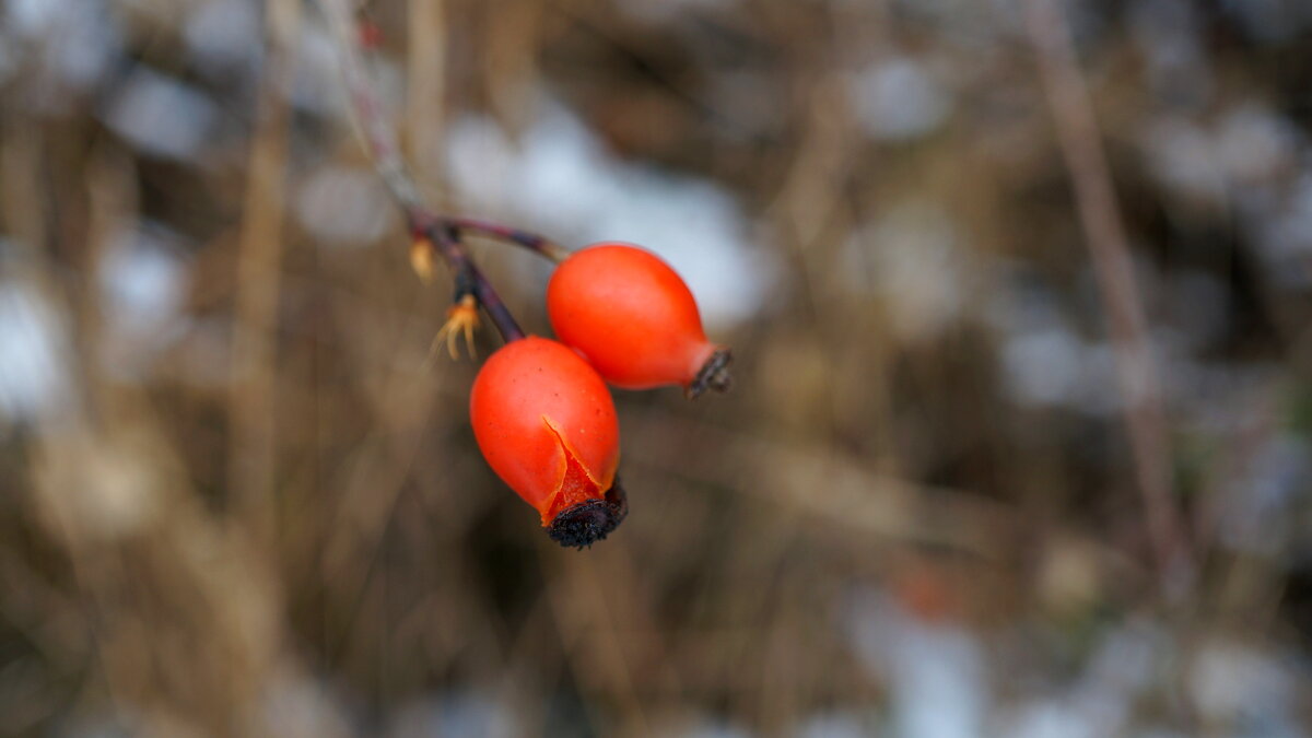 Шипки ! - Вен Гъновски