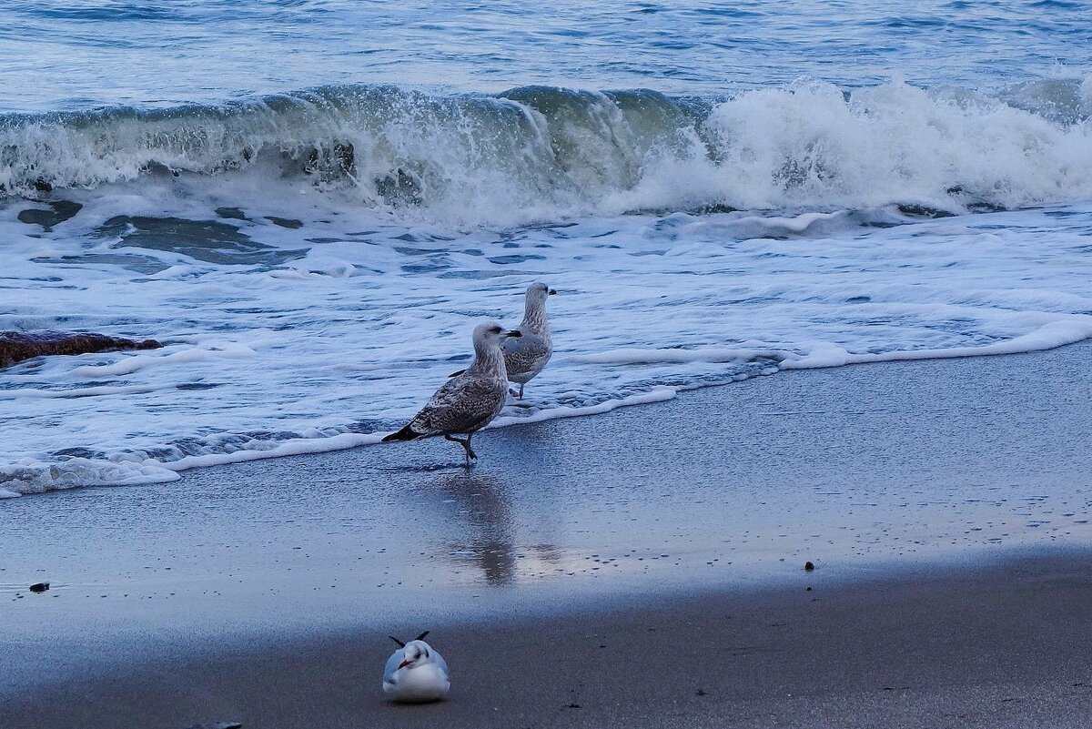 Чайки на море - Рита Симонова
