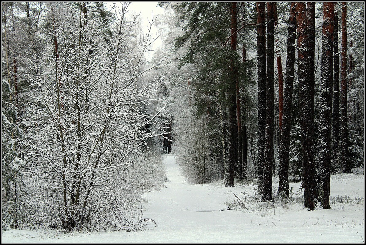 зимний лес - Aleksandr Gal