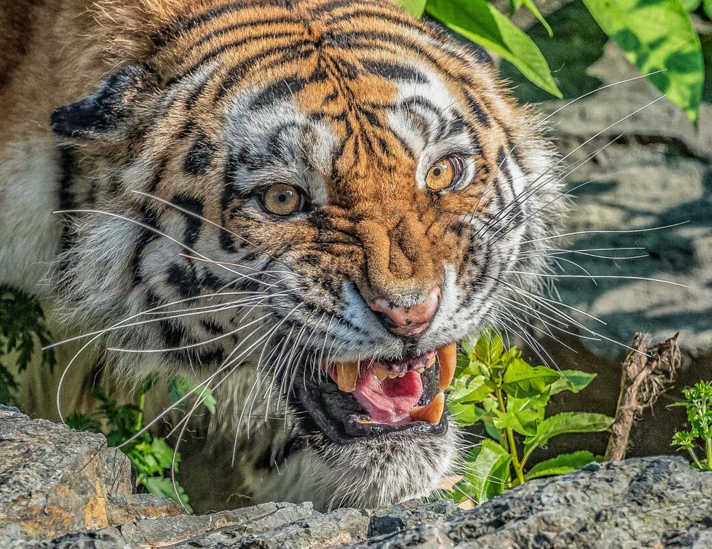 Уссури - аркадий 