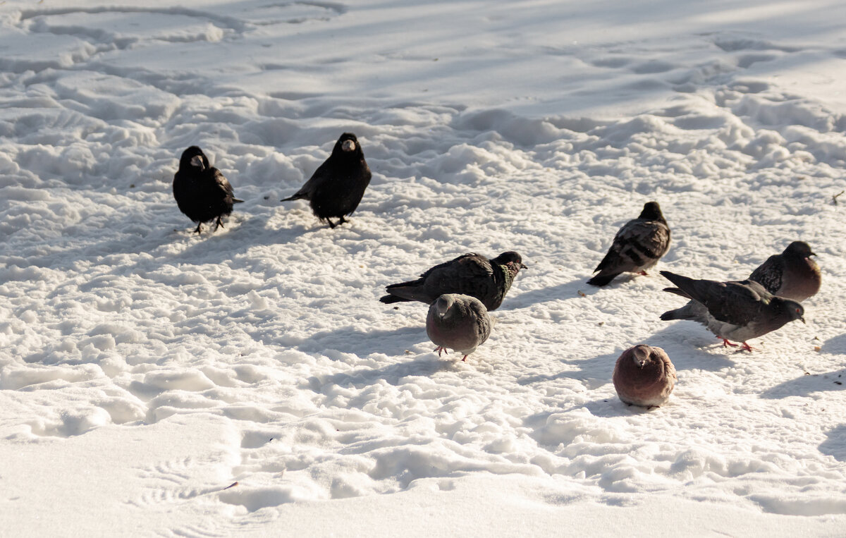 Чужие в городе. - Михаил К