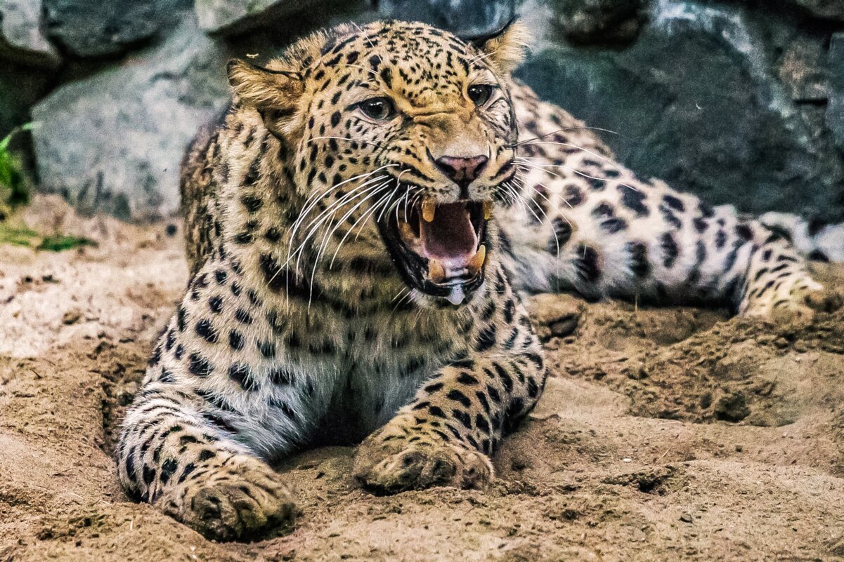 Персидский леопард КАВКАЗ. - аркадий 