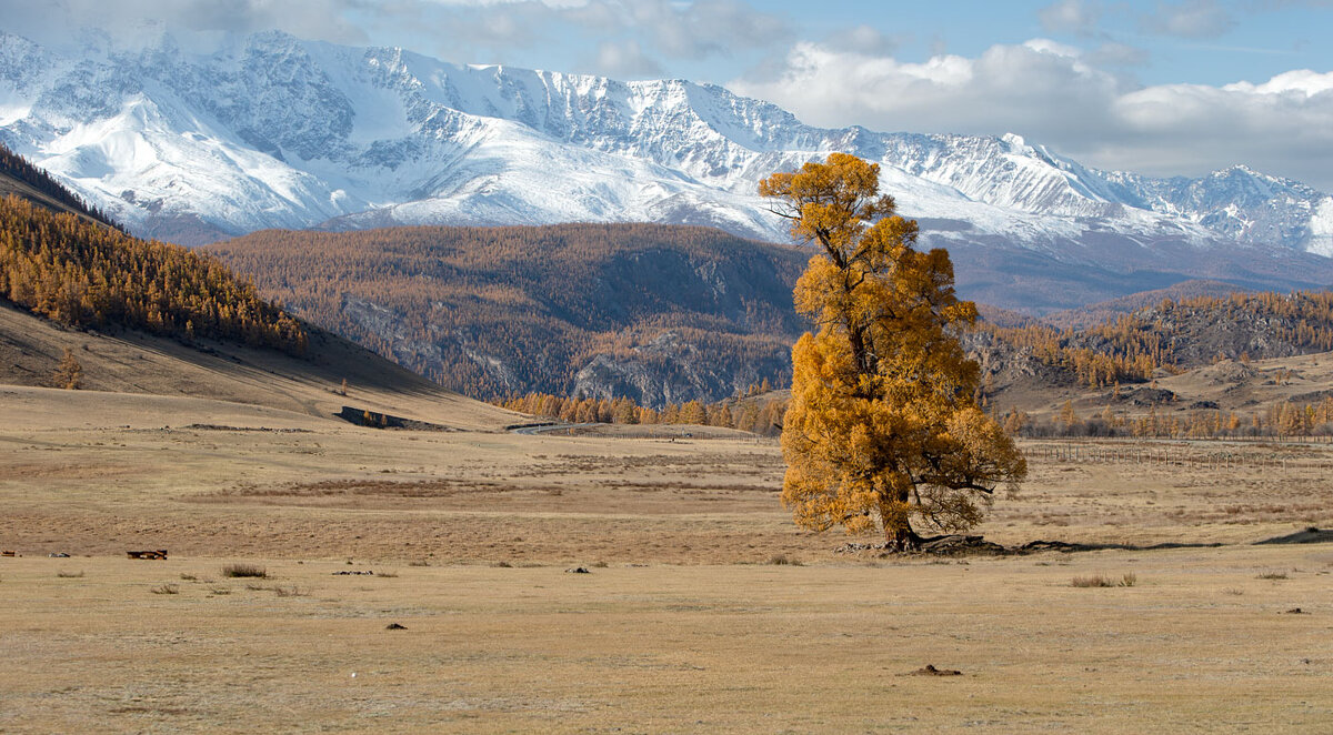 Одинокая... - владимир 