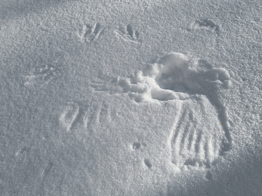 Ворона взлетела... - Борис Калитенко Ворона взлетела... - Борис Калитенко