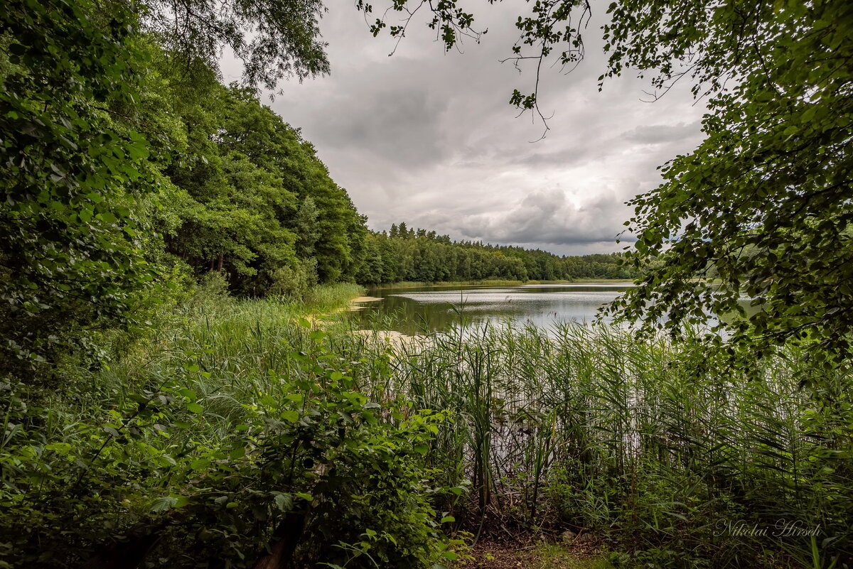 Из лесной глубины... - Николай Гирш