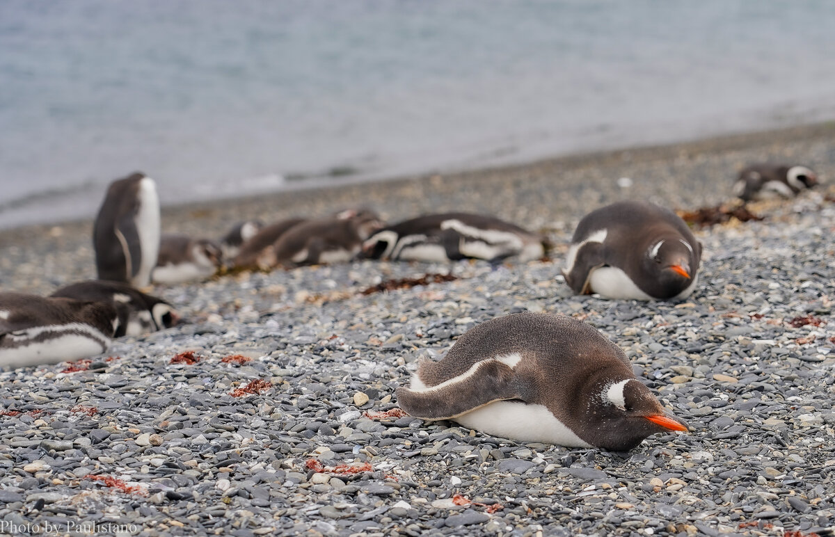 Сиеста... - Владимир Жданов