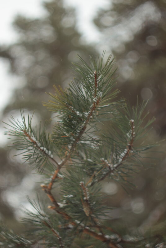 А снег идёт... - Александр Николаев