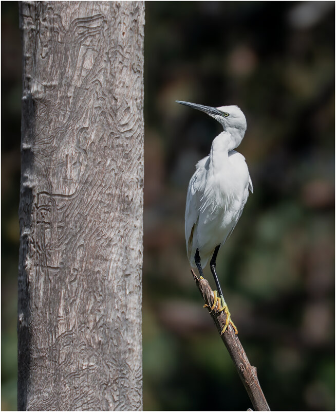 Малая белая цапля. - Александр Григорьев