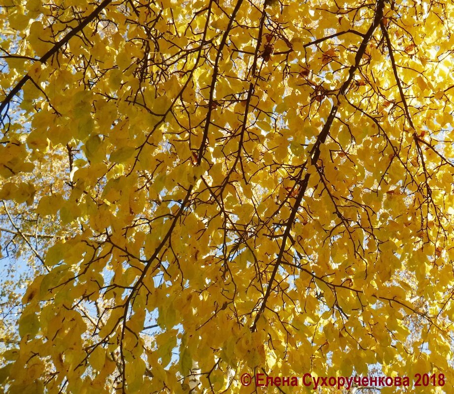 Золотая осень - Елена Сухорученкова