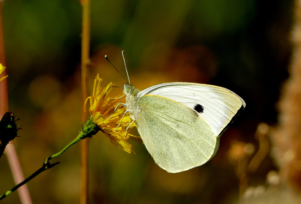 опять про бабочек...377 - Александр Прокудин
