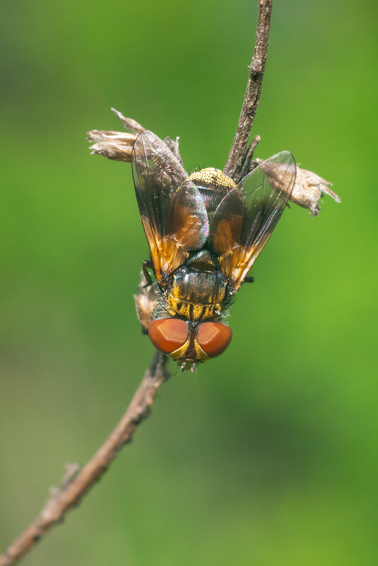 Муха-цокотуха - Владимир Лазарев Муха-цокотуха - Владимир Лазарев