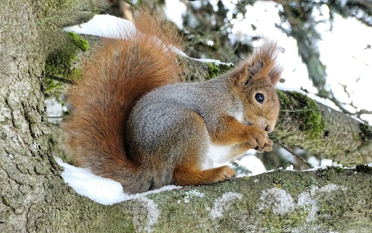 Белка - фотомодель. - Милешкин Владимир Алексеевич Белка - фотомодель. - Милешкин Владимир Алексеевич