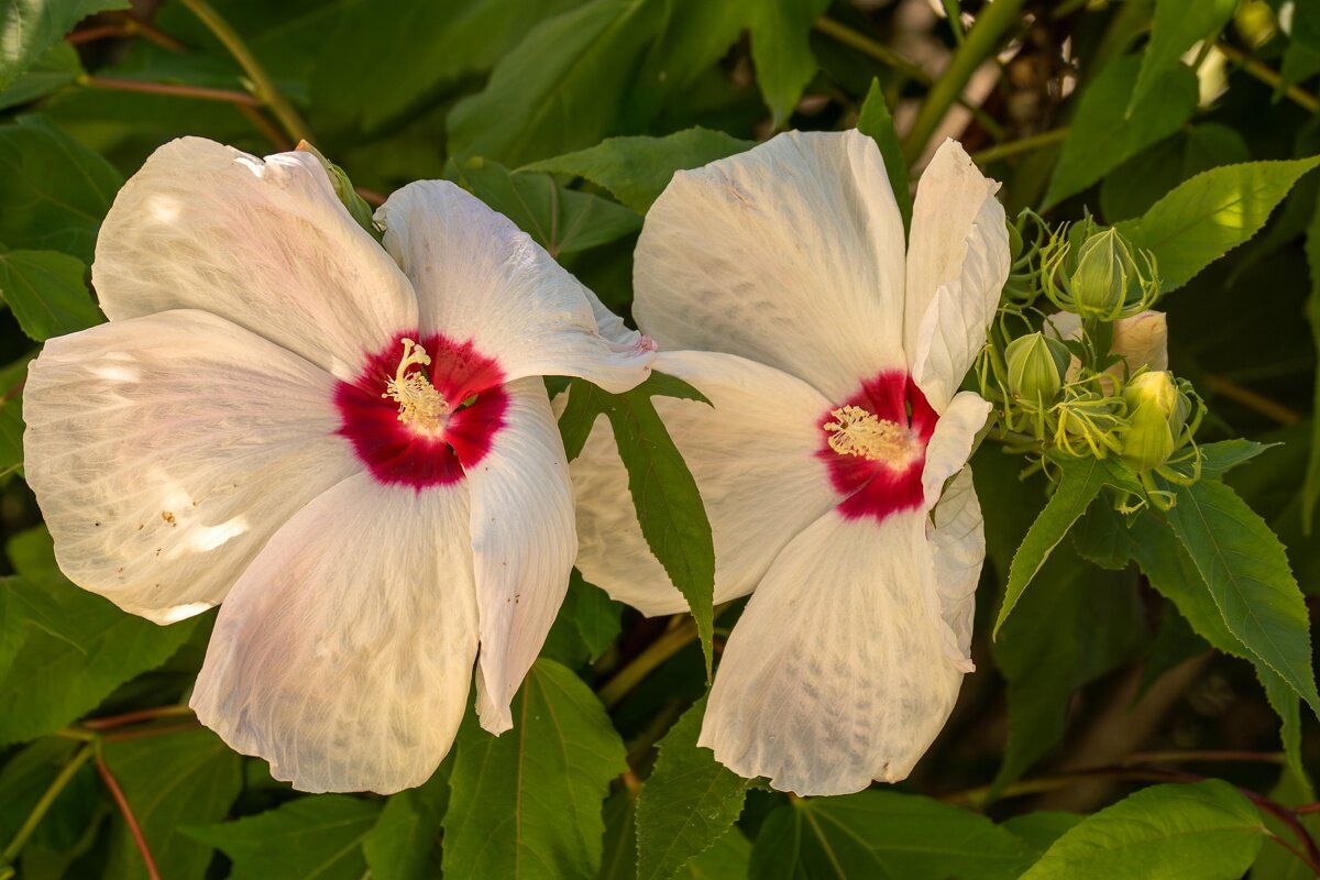 Гибискус - Игорь Сикорский