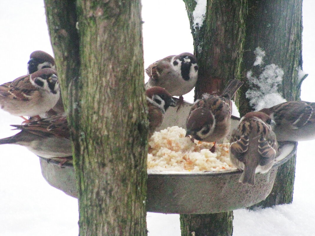 Проголодались - Людмила Смородинская