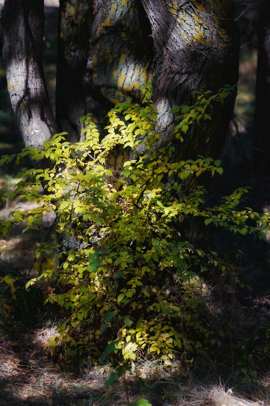 Осенняя прогулка - Сергей В
