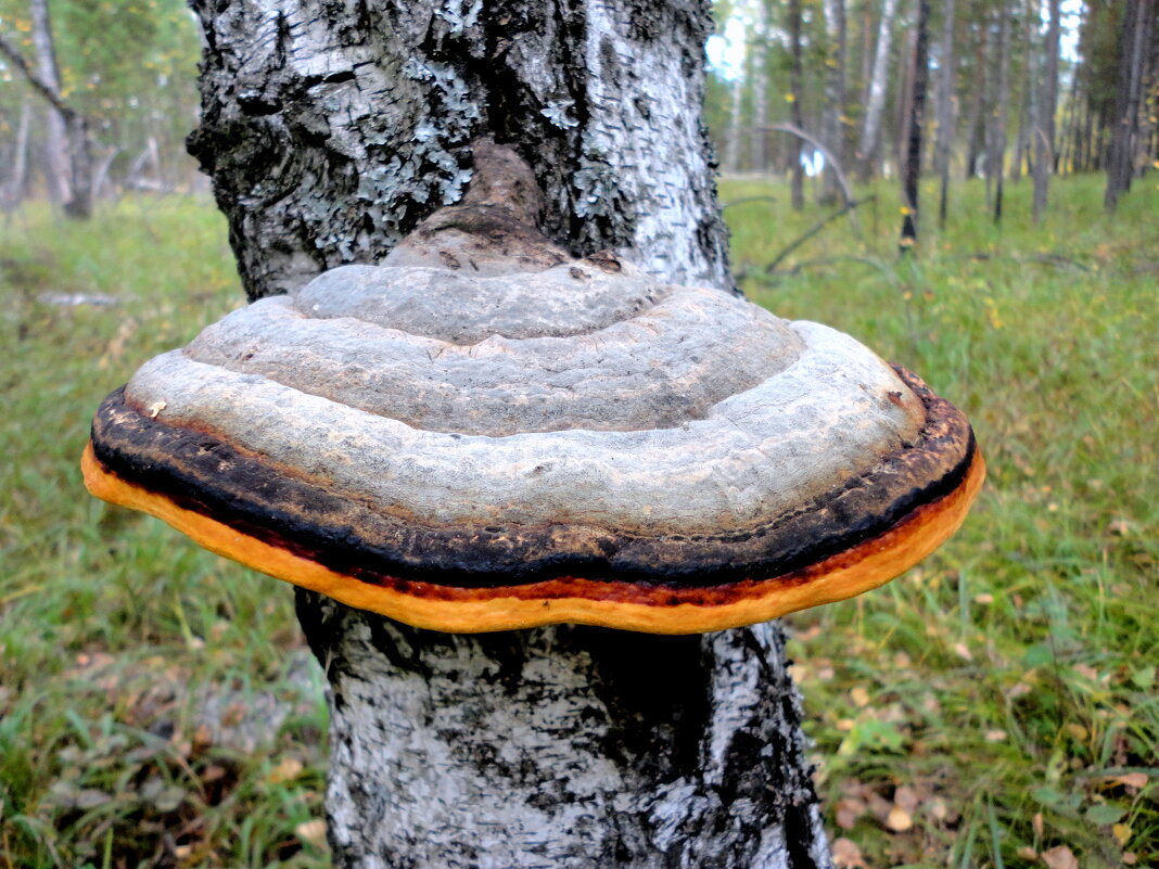 Грибок с каёмочкой. - nadyasilyuk Вознюк Грибок с каёмочкой. - nadyasilyuk Вознюк