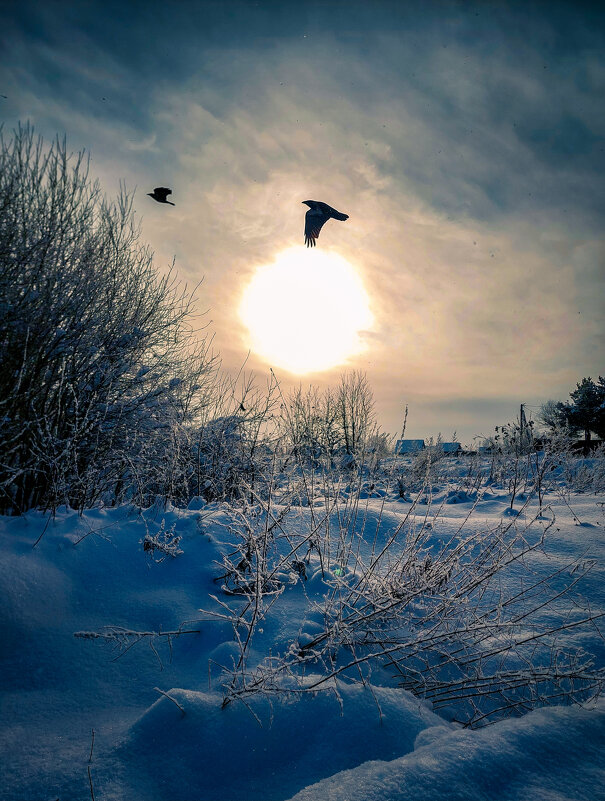 Морозное утро - Виталий 