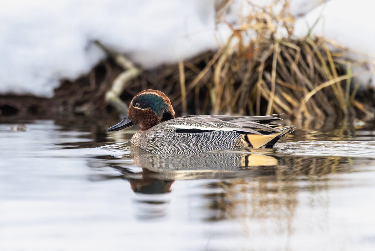 чирок свистунок - юрий макаров