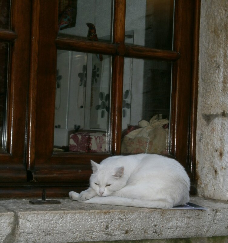 PRO Кошку ... - Алёна Савина PRO Кошку ... - Алёна Савина