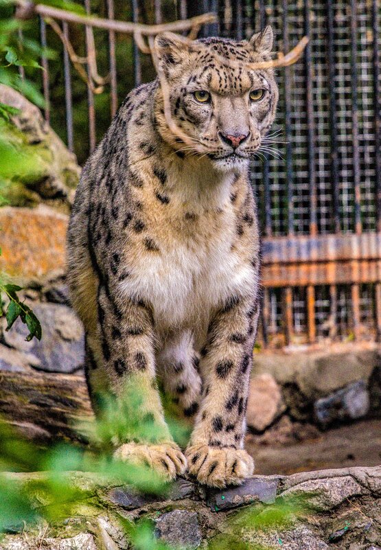 ИРБИС - аркадий 