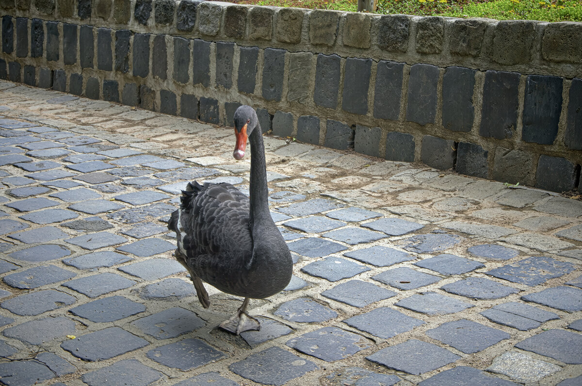 Венгрия\\Будапешт   2019г - ujgcvbif 