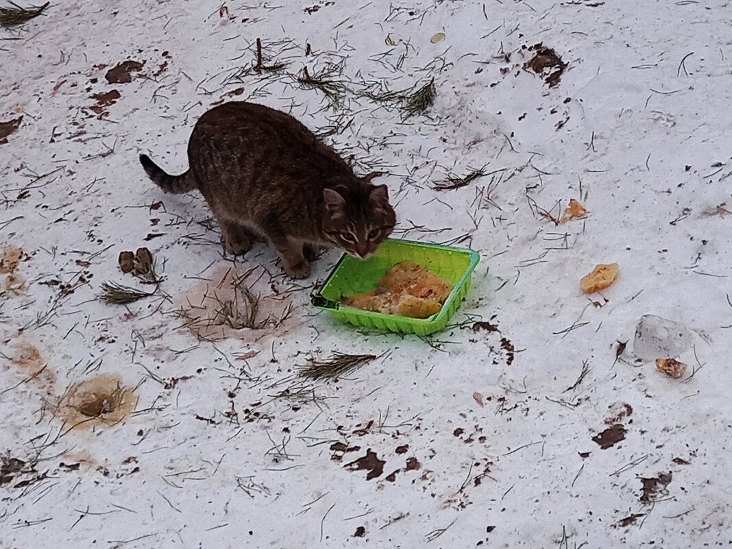 Бедный котейка - Игорь Солдаткин