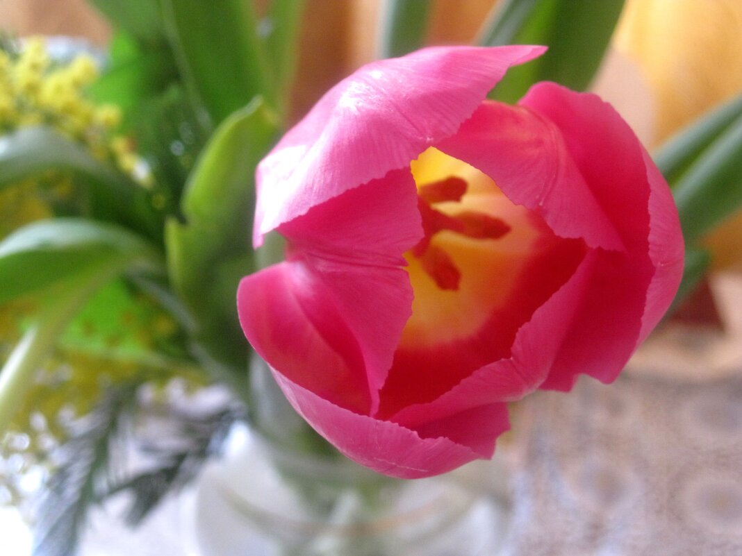 Тюльпан - Елена Семигина Тюльпан - Елена Семигина