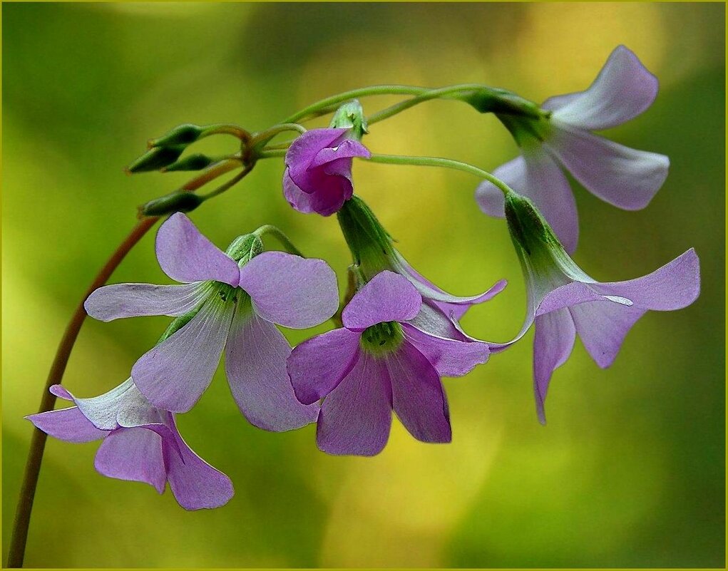 ******* - Валентина Надсон