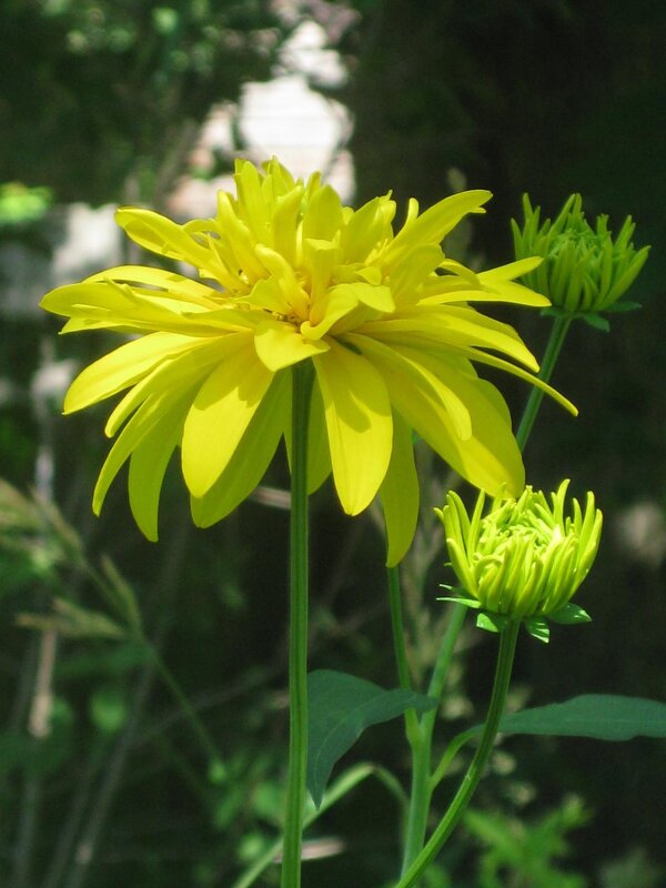 Золотой шар - Дмитрий Никитин