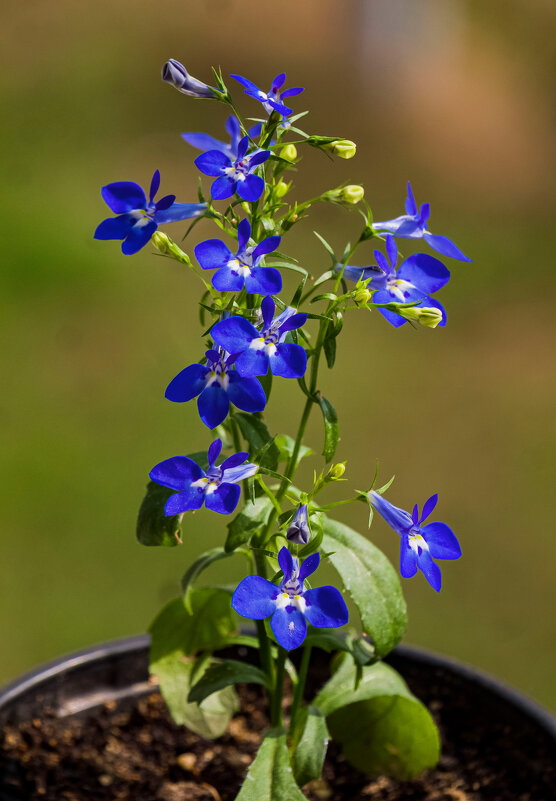 Синяя лобелия. - Николай Зиновьев