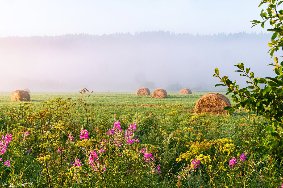 Ранее утро в окрестностях Ухты. Вид на высокий таежный берег реки Ухта в тумане - Николай Зиновьев