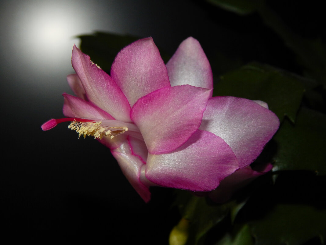 Зацвел декабрист - Александр Ковальчук Зацвел декабрист - Александр Ковальчук