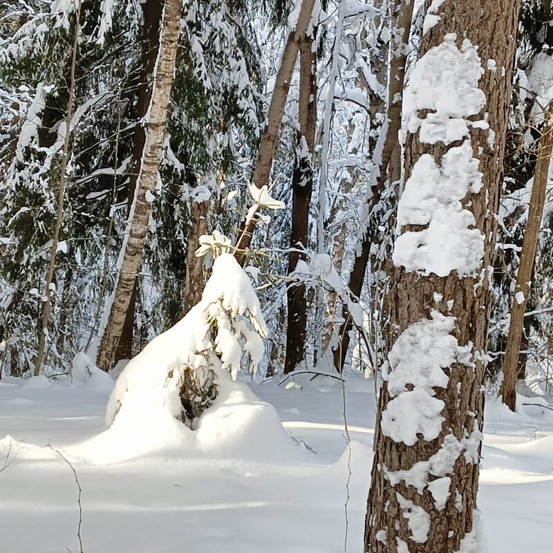 чудо и портреты - Владимир чудо и портреты - Владимир