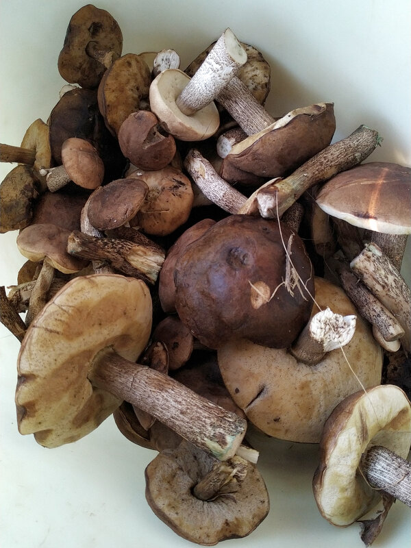 Трофеи! - Игорь Шевердин Трофеи! - Игорь Шевердин